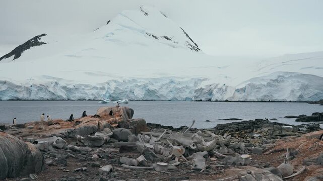 Scattered whale bones cover rocky shore below distant penguin colony and towering glacier mountain