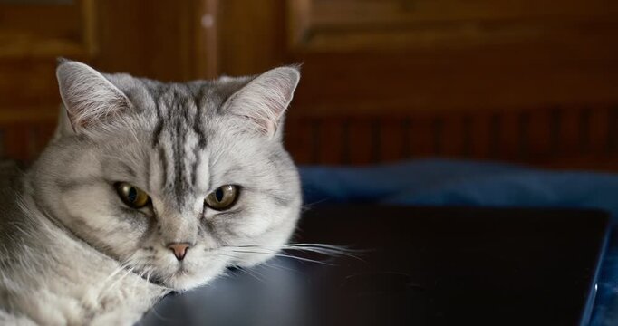 silver tabby cat resting beside a modern laptop in a comfortable home interior,  while computer. remote work, digital lifestyle, online education, and modern home office culture