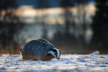 European badger, Meles meles, foraging on a snowy meadow during sunset. Wild animal in winter landscape searching for food. © Rudolf