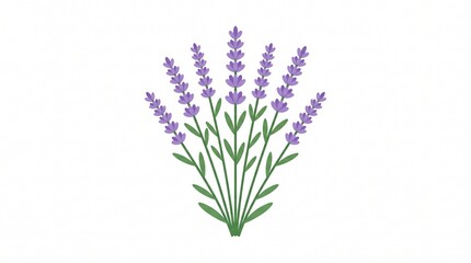 Obraz premium *A simple illustration of lavender stems. Purple flower spikes with green leaves. Clean, flat design on white background.*
