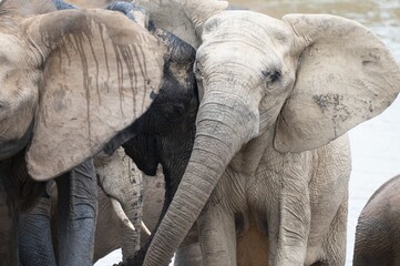 Close-Up of African Elephant Herd Gathered at Watering Hole © Catrin