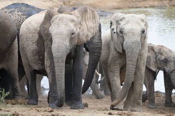 Herd of African Elephants Gathering at a Waterhole © Catrin