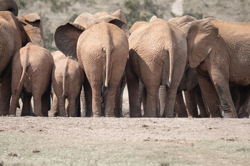 Herd of African Elephants Viewed from Behind on Dry Savanna © Catrin