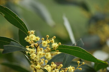 Obraz premium Close Up of Yellow Wattle Flowers and Green Leaves