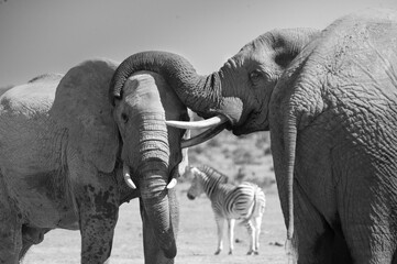 Two African Elephants Intertwining Trunks with Zebra Behind © Catrin