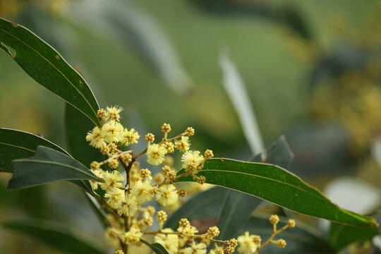 Close Up of Yellow Wattle Flowers and Green Leaves