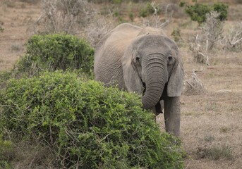 Young African Elephant Foraging Among Savanna Bushes © Catrin