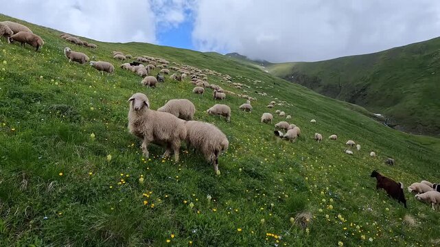 A flock of sheep grazes across a steep meadow in Georgia's Roshka Valley, showing seasonal pastoral farming, livestock movement, alpine grassland use, and traditional rural agriculture in the Caucasus