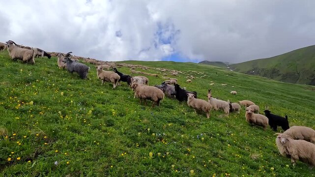 A mixed flock of sheep moves and grazes across a flowered mountain slope in Georgia, illustrating free-range husbandry, seasonal pasture use, wool production, livelihoods, and traditional farming.