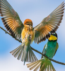 blue and yellow macaw © tiptop315