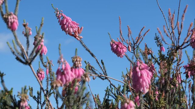 Pink bell-shaped heath flowers (Erica) swaying against a clear blue sky. Erica carnea in flower. 