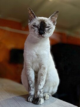 Cute Siamese cat sitting indoors with elegant posture and expressive blue eyes.