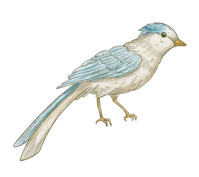 Bird watercolor illustration. Blue songbird isolated on background. Decorative avian element for botanical compositions, nursery posters, vintage greeting cards and wedding invitations.