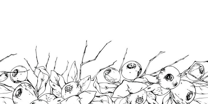 Edible bilberry, huckleberry forest berry, fresh leafy sprigs. Isolated seamless banner hand drawn in vector ink. Fruit tea collections, breakfast cafes, gourmet blueberry delicatessens, country fairs