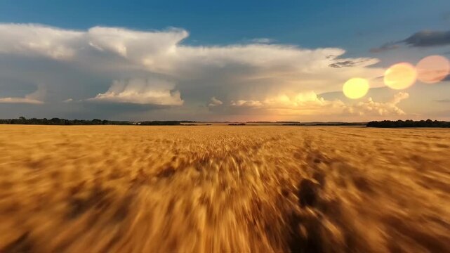 Vast golden wheat field stretches to horizon under dramatic sky with large white and grey storm clouds, beautiful sunlight glow illuminates landscape at end of day