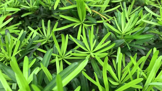 Green small leaves full frame shot nature background