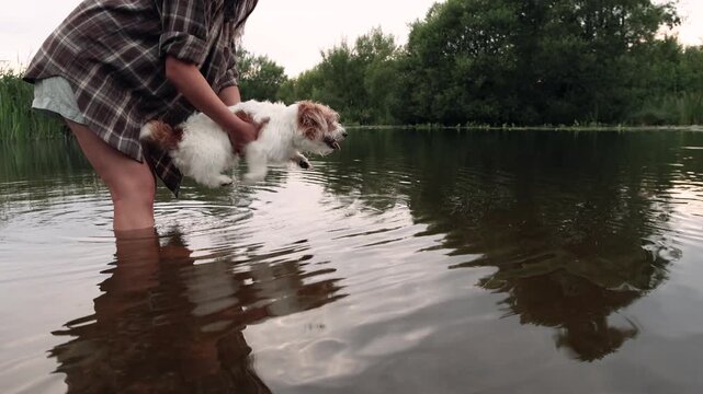 Young woman stands knee deep in river holding rough coated Jack Russell Terrier above water Dog paddles paws in air over surface showing natural swimming reflex while staying in owner arms