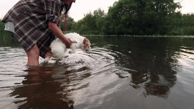 Young woman stands knee deep in river holding Jack Russell Terrier above water in slow motion. Dog paddles paws splashes surface snaps at water and eagerly tries to swim from owner arms.