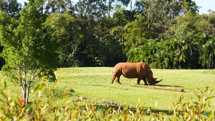 Naklejka premium Southern White Rhinoceros Grazing in a Sunny Green Safari Field