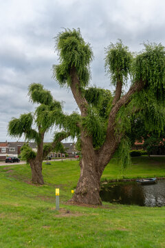 Mature pollarded white willow trees, Salix alba, grow along a grassy canal bank beneath an overcast sky. Their thick sculptural trunks and dense crowns illustrate traditional pruning, waterside landsc