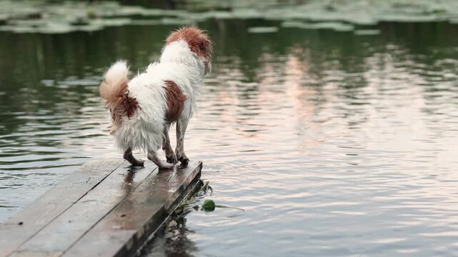 Wet Jack Russell Terrier watches carefully in slow motion while standing on wooden bridge in river. Dog shows strong hunting instinct during outdoor nature exploration.