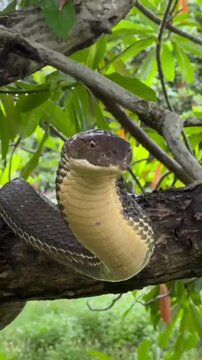 snake in the tree