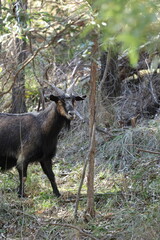 Wild Feral Goat Standing in Dense Australian Bushland © blueringmedia