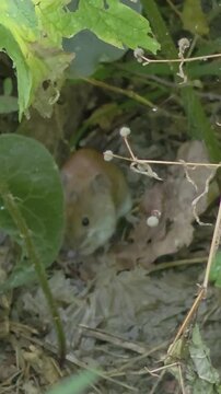Vertical close up video of a cute wild wood mouse eating and hiding under green leaves on a summer forest floor