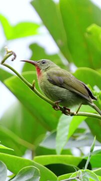 Small crimson sunbird perching on twig and chirping loudly in green foliage close up shot