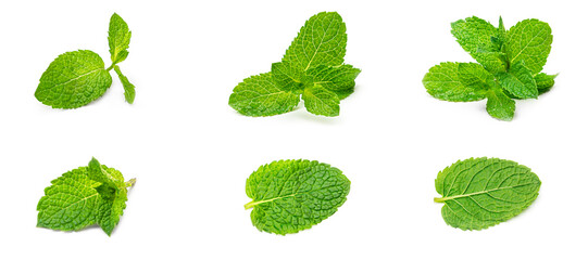 Fresh mint leaves on a white background. High quality photo © Светлана Гуркова