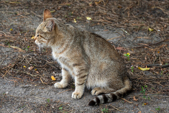 Grey cat is sitting on the ground