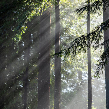 Sun shining through trees during rain