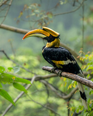 Great Indian Hornbill sitting in beautiful light, Bhutan, Manas National Park, Assam, India © santosh