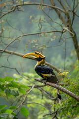Great Indian Hornbill sitting in beautiful light, Bhutan, Manas National Park, Assam, India © santosh