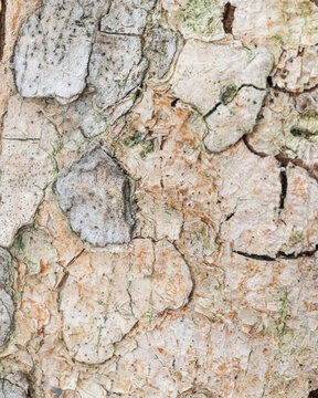 Natural Sycamore Fig Bark Texture Background