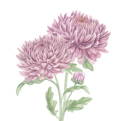 Obraz premium Two pink chrysanthemum flowers with bud watercolor illustration. Garden plant on isolated background. Floral composition for greeting card, invitation, Asian ceremony, wedding stationery.