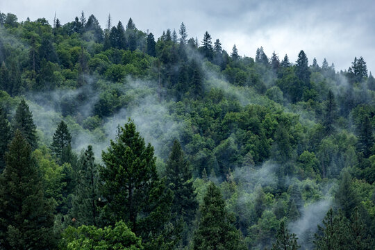 Fog rising from hillside forest