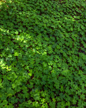 Close-up of clover filed in Henry Cowell Redwoods State Park