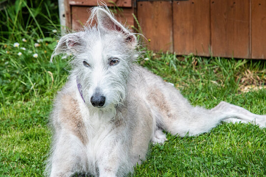 Relaxed female lurcher dog lying on green grass in a backyard during summer, looking calmly at the camera.