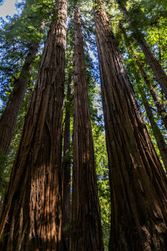 Low angle view of tall trees in Henry Cowell Redwoods State Park