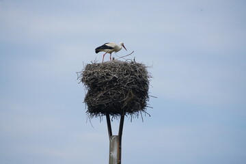Fototapeta premium Weissstorch auf seinem Nest in brandenburg