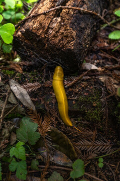 Banana slug in Henry Cowell Redwoods State Park