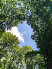 Fototapeta premium Lush green forest canopy looking up perspective. Natural forest bottom view on crown foliage: nature conservation, environment, outdoor background. Low angle view of lush tree branches in sunny woods