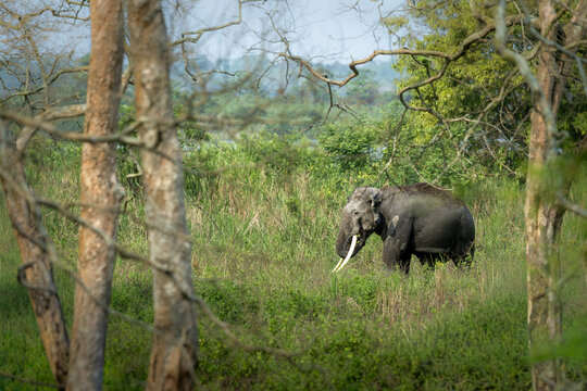 Indian elephants in Assam roaming in Manas and Kaziranga national parks, India