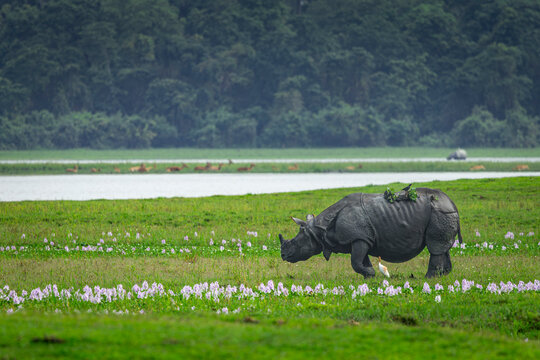 one horned rhinoceros in the plains of Assam amid green grass, Kaziranga and Manas, India