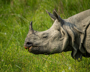 one horned rhinoceros in the plains of Assam amid green grass, Kaziranga and Manas, India © santosh