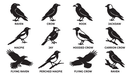 Black crow and raven silhouette icons, set of 12 corvid bird vector illustrations, raven and magpie wildlife graphics for nature identification isolated on White Background © Ali