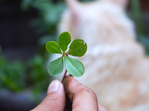 Selective focus on a very rare green five-leaf clover held by a human hand, with a beautifully blurred background of a fluffy white cat in a garden