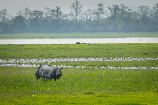 one horned rhinoceros in the plains of Assam amid green grass, Kaziranga and Manas, India