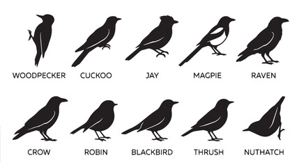 Obraz premium Black bird silhouettes set of 10 vector icons, wild garden birds collection including woodpecker and raven, avian wildlife profile shapes isolated on White Background